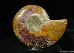 Inch Wide Cut and Polished Ammonite (half) #762-1